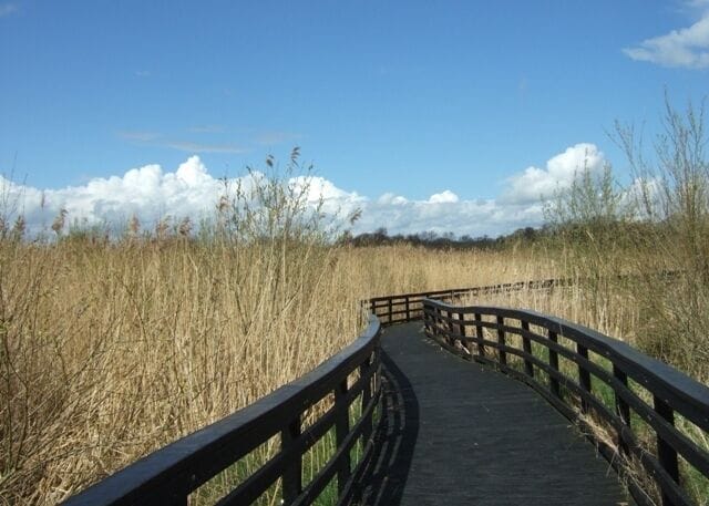 Visitor boardwalk, Ashcott. A visitor boardwalk through the reed beds at the Shapwick Heath National Nature Reserve. The reserve is managed by Natural England and is important for its fenland, wet meadows, reedbeds and wet woodland and the large areas of open water formed by restored peat workings. This boardwalk is made from re-cycled plastic 'wood' and is suitable for children and wheelchair users.
