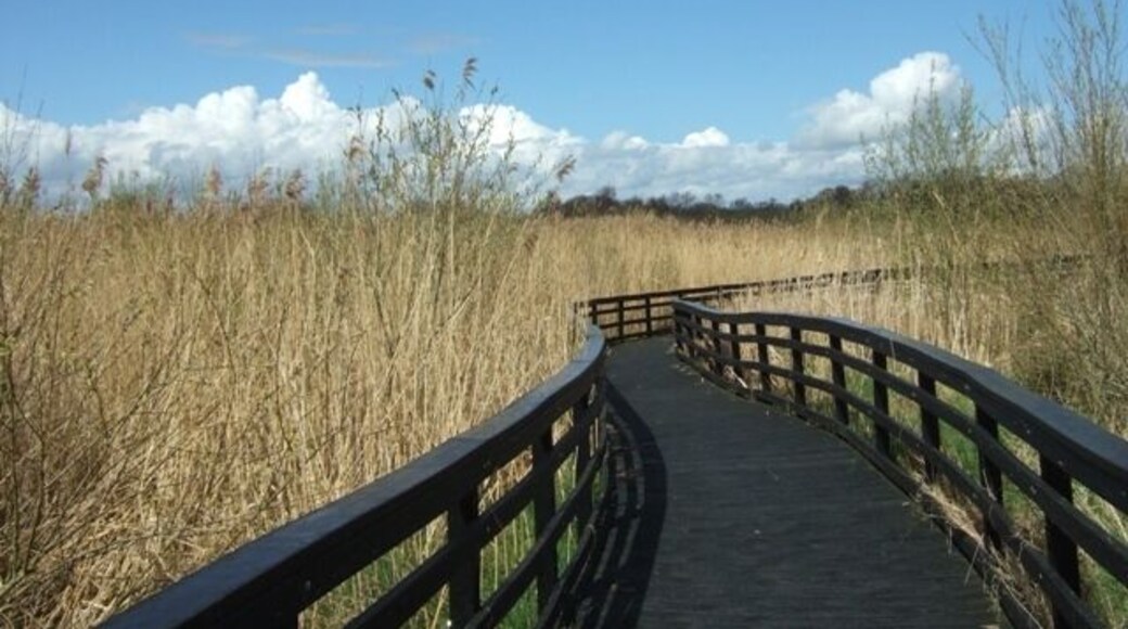 Visitor boardwalk, Ashcott. A visitor boardwalk through the reed beds at the Shapwick Heath National Nature Reserve. The reserve is managed by Natural England and is important for its fenland, wet meadows, reedbeds and wet woodland and the large areas of open water formed by restored peat workings. This boardwalk is made from re-cycled plastic 'wood' and is suitable for children and wheelchair users.
