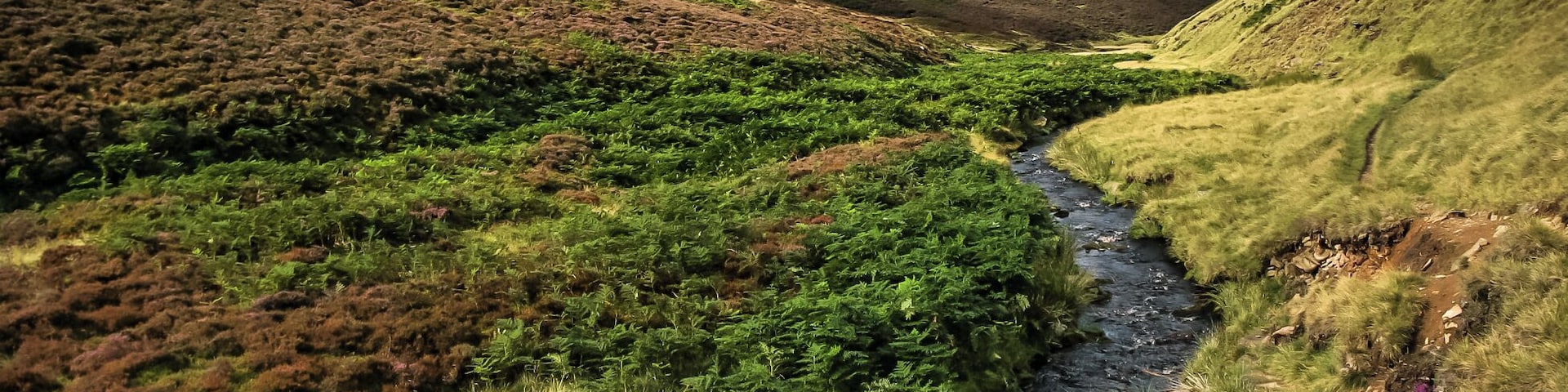 Un río que serpentea por un valle con vegetación verde y colinas al fondo.