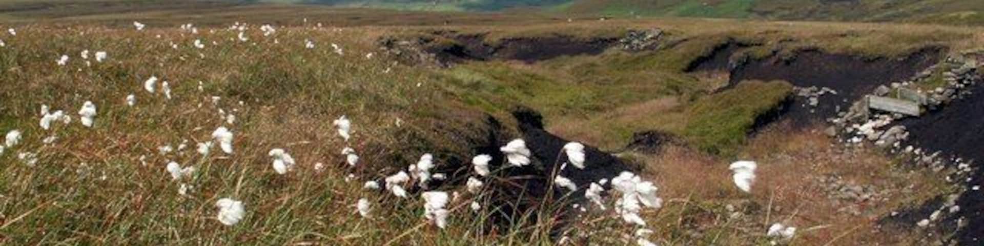 Un campo cubierto de hierba con flores blancas y un sendero pedregoso.