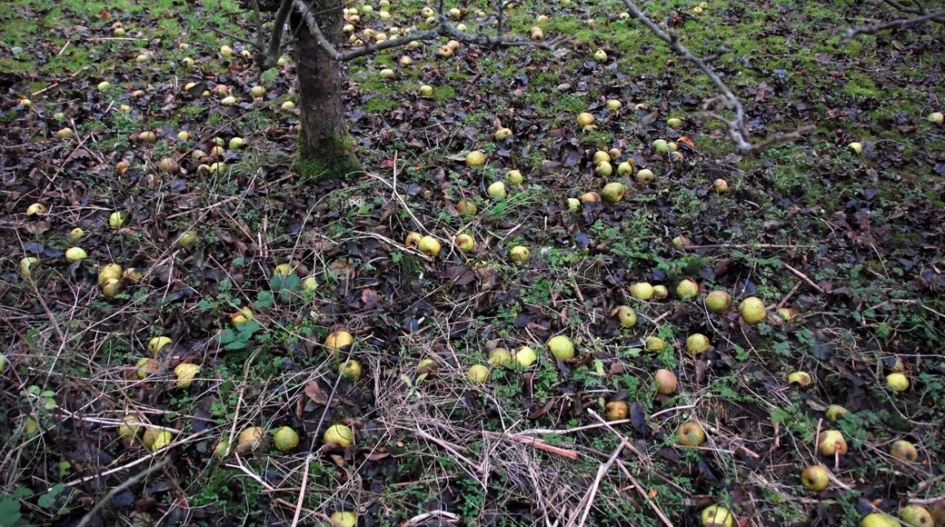 British Isles rural and coastal Plants, trees, fruit and veg Making Britain Great
