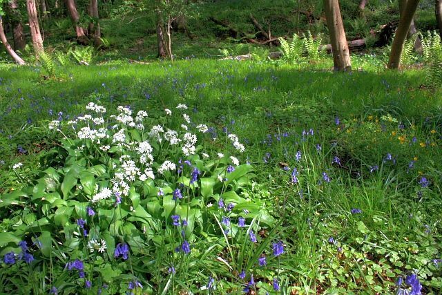 Ramsons, Bluebells and Buttercups - Crag Cliffe Wood