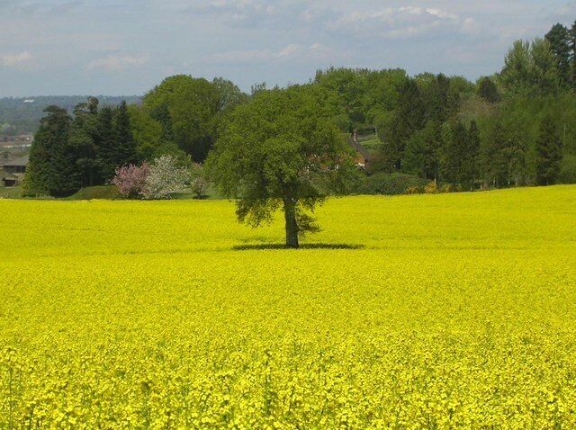 A field of yellow flowers with a single tree in the center.
