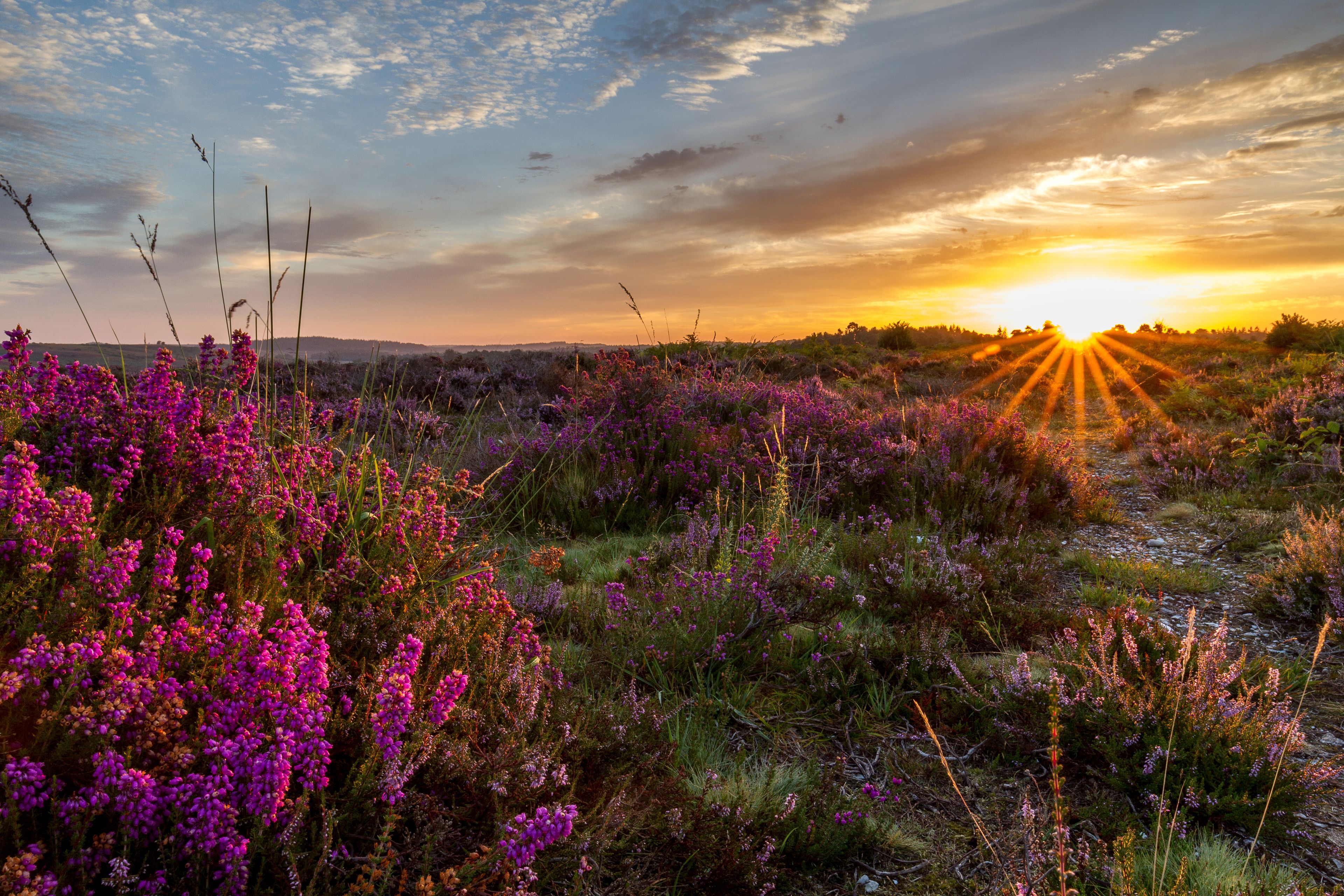 Ein Sonnenuntergang über einem Feld mit violettem Heidekraut und wolkenlosem Himmel.