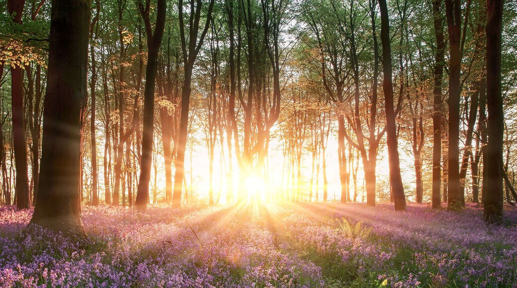 Ein Wald mit hoch aufragenden Bäumen und einem Feld voller violetter Blumen. Sonnenlicht scheint durch die Bäume und erzeugt einen warmen Schein.
