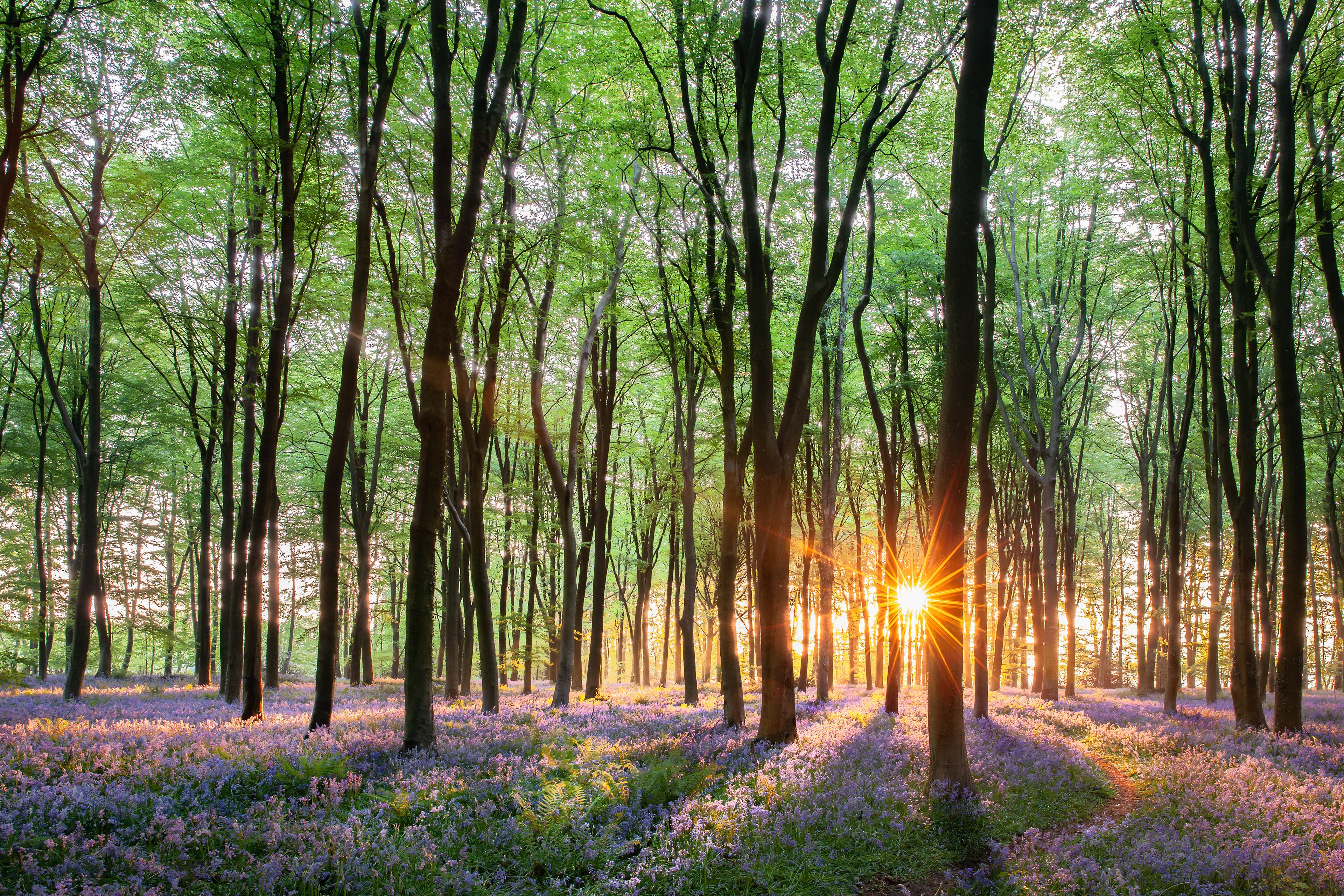 Ein Wald mit hohen Bäumen und einem Pfad, der mit violetten Blumen bedeckt ist.