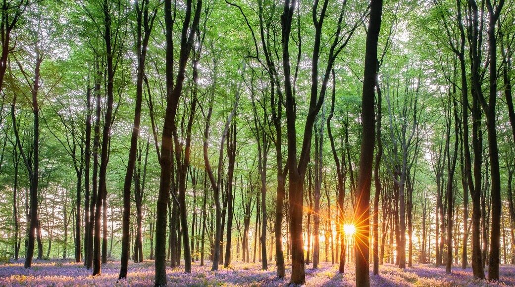 Ein Wald mit hohen Bäumen und einem Pfad, der mit violetten Blumen bedeckt ist.