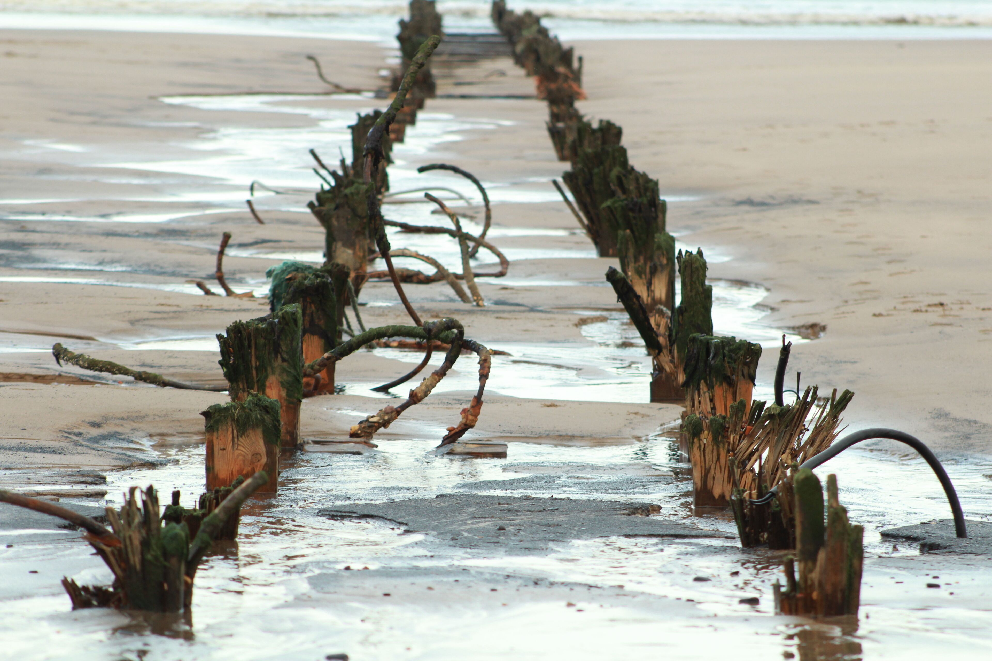 A beach with wooden posts and driftwood scattered along the shore.