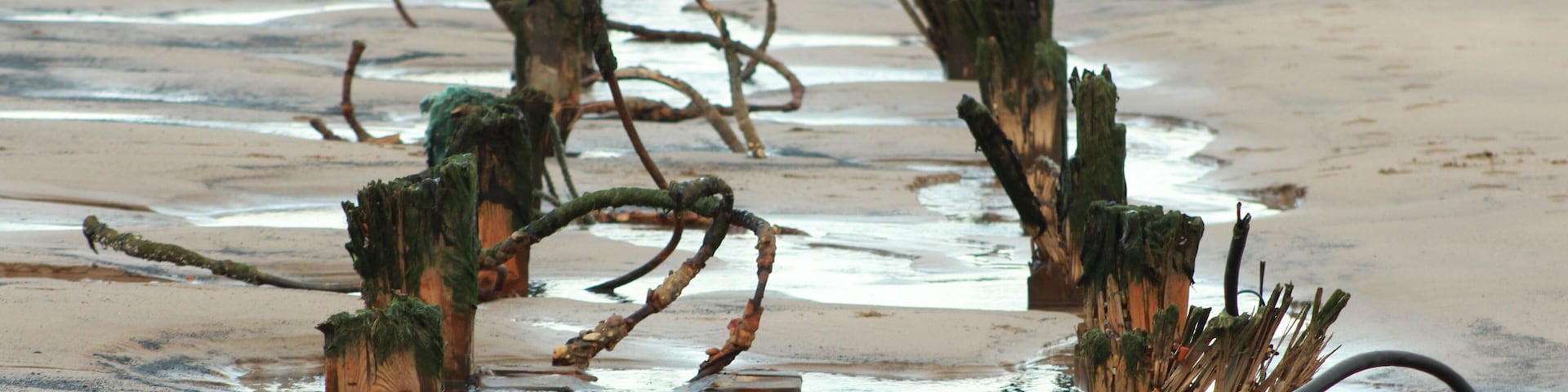 A beach with wooden posts and driftwood scattered along the shore.