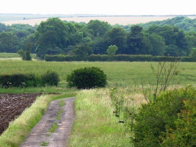 Thorpe Bulmer Dene Looking down the footpath to Thorpe Bulmer Dene on Silver Hill Plantation