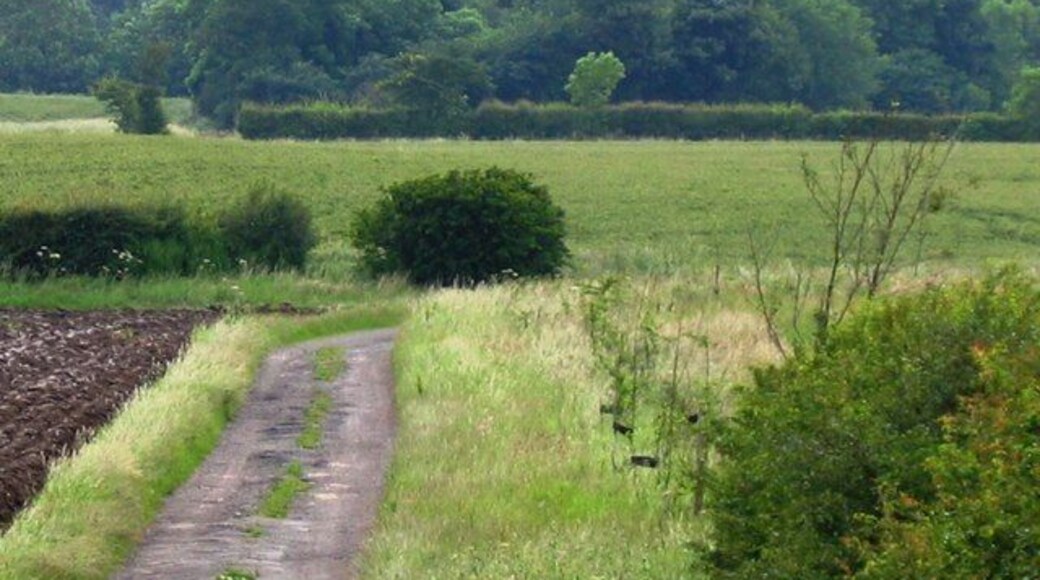 Thorpe Bulmer Dene Looking down the footpath to Thorpe Bulmer Dene on Silver Hill Plantation