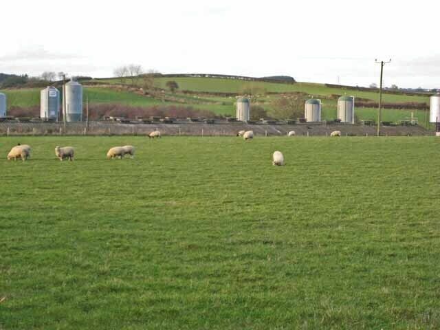 Piggery at Pawton Hill Farm Pig farming appears to be big business in south-east County Durham. That's sheep in the foreground!