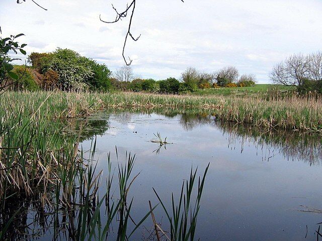 Pond adjacent to Haswell to Hart cycle track
