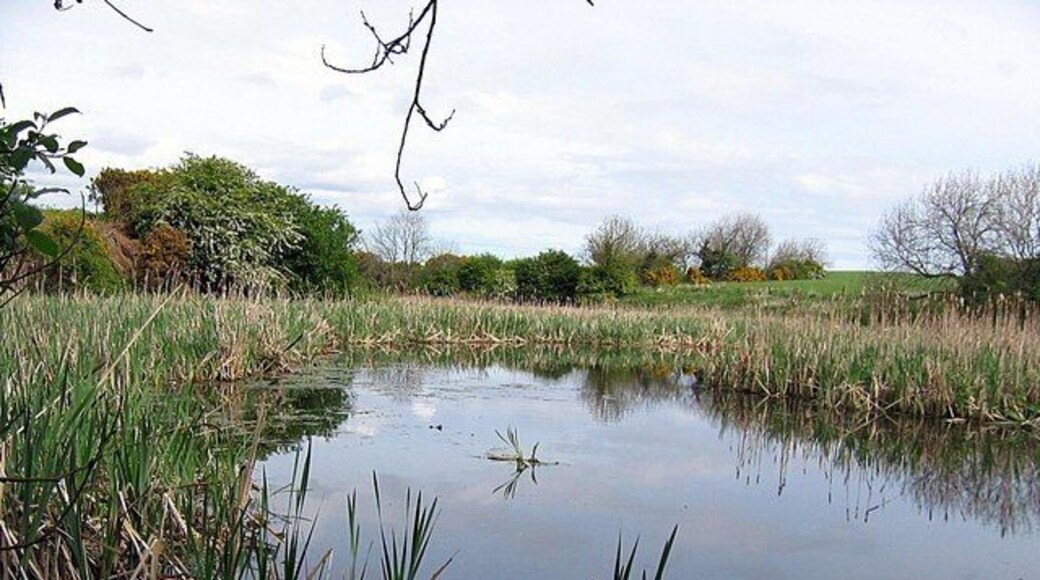 Pond adjacent to Haswell to Hart cycle track