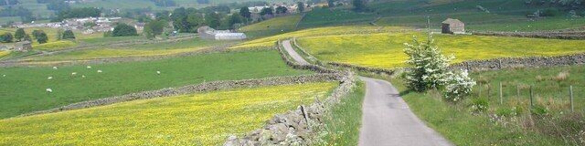 Gaudy Lane. The Pennine Way coming into Gayle. The fields are full of buttercups.