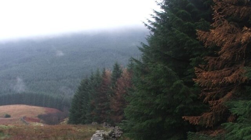 Little Fell Plantation. Raydale.