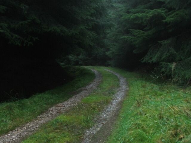 Forest Track in Raydale. Running just above the valley bottom besides the Raydale Beck.