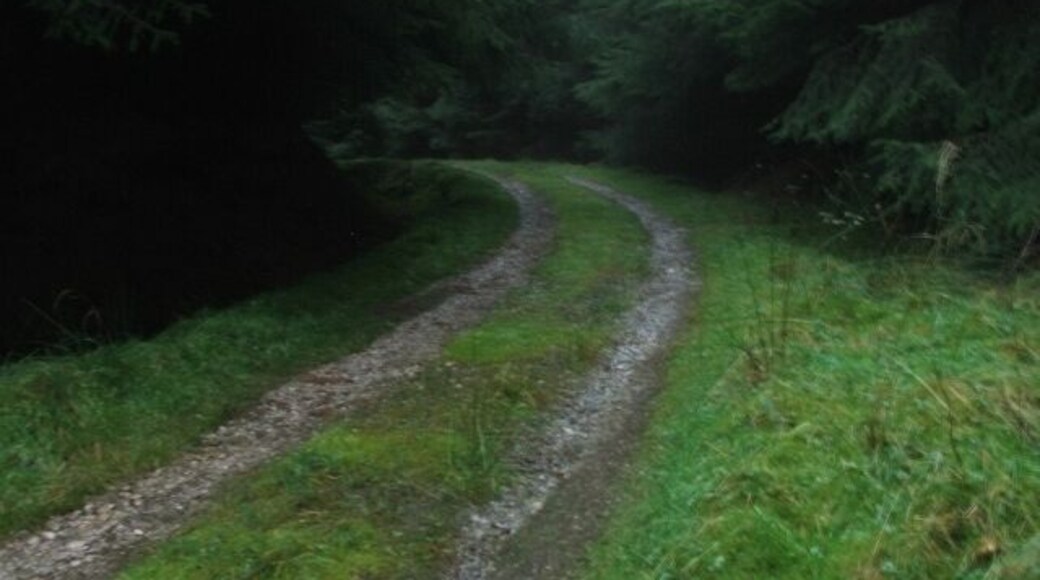 Forest Track in Raydale. Running just above the valley bottom besides the Raydale Beck.