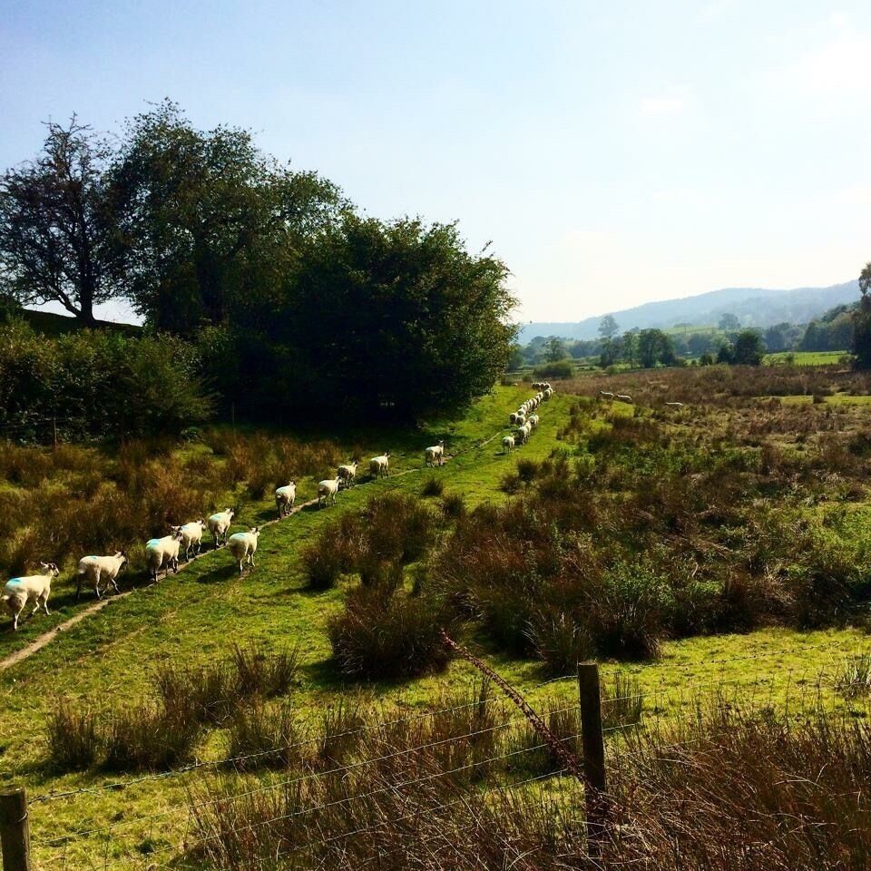 Follow the leader - it's feeding time in the Lake District! #wildlife #nature 