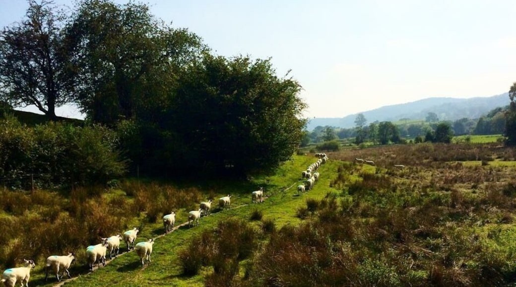 Follow the leader - it's feeding time in the Lake District! #wildlife #nature