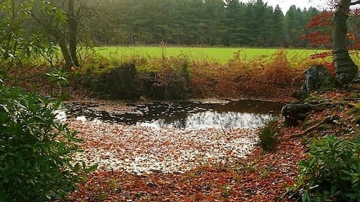 Pond near Westleaze Cottages Probably a former small chalk pit on the edge of a pasture surrounded by woodland.