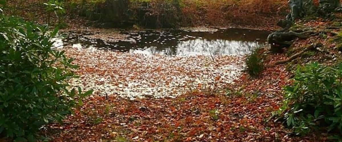 A pond surrounded by autumn leaves, a grassy field, and trees in the background.