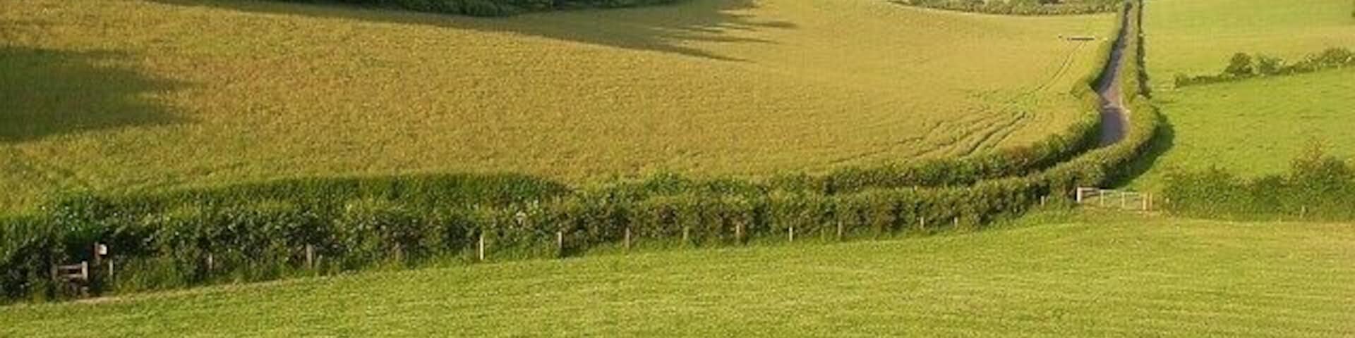 Valley, Turville Court Looking down Dolesden Lane with Home Wood on the left.