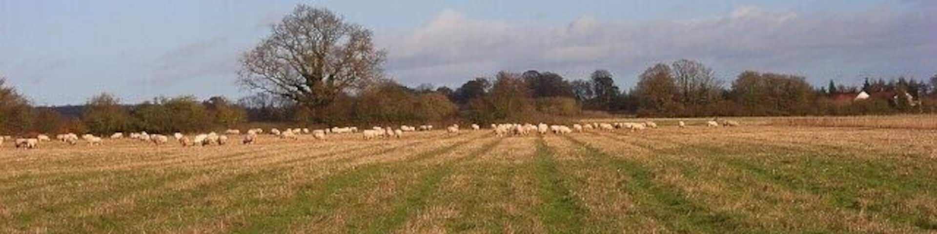 Farmland, Fawley Pastures beside the Oxfordshire Way near Crockmore Farm.