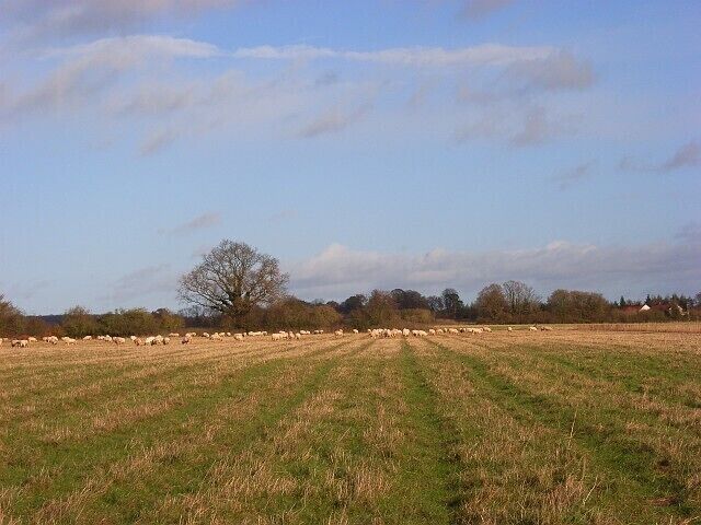 A rural landscape with a field of grazing sheep, a large tree, and a clear sky.