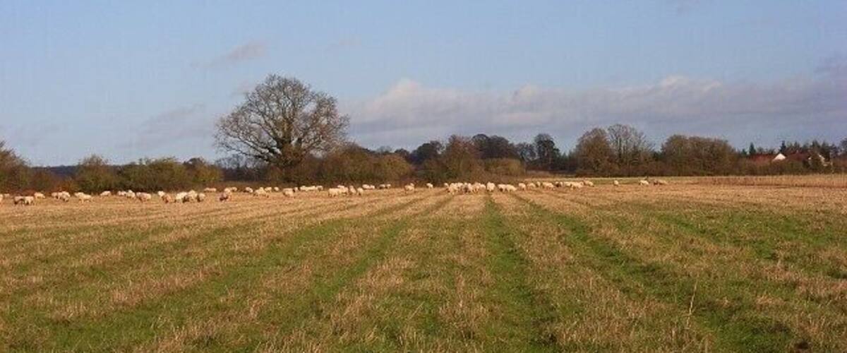 A rural landscape with a field of grazing sheep, a large tree, and a clear sky.