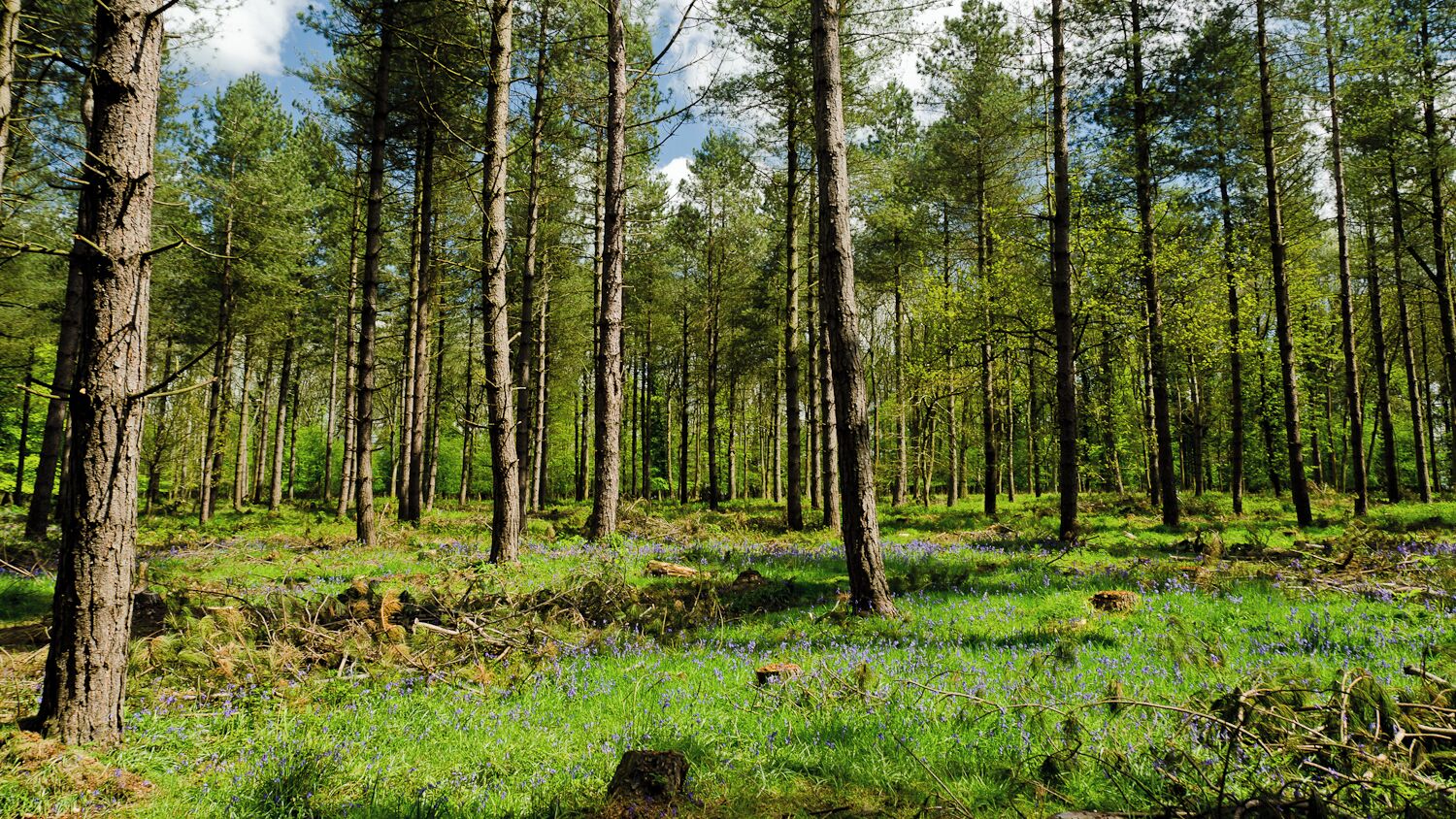 England - English Summer Forest