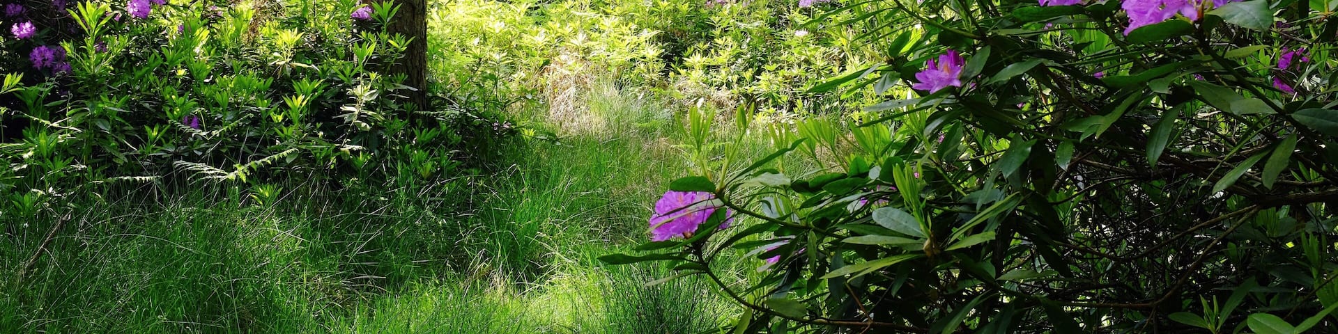 Fujifilm X100s VSCO, Fujifilm Summer, Stonor Forest, Henley-on-Thames