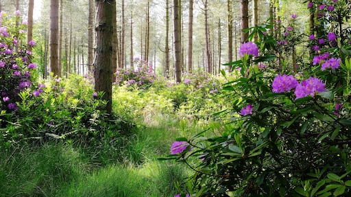 Fujifilm X100s VSCO, Fujifilm Summer, Stonor Forest, Henley-on-Thames