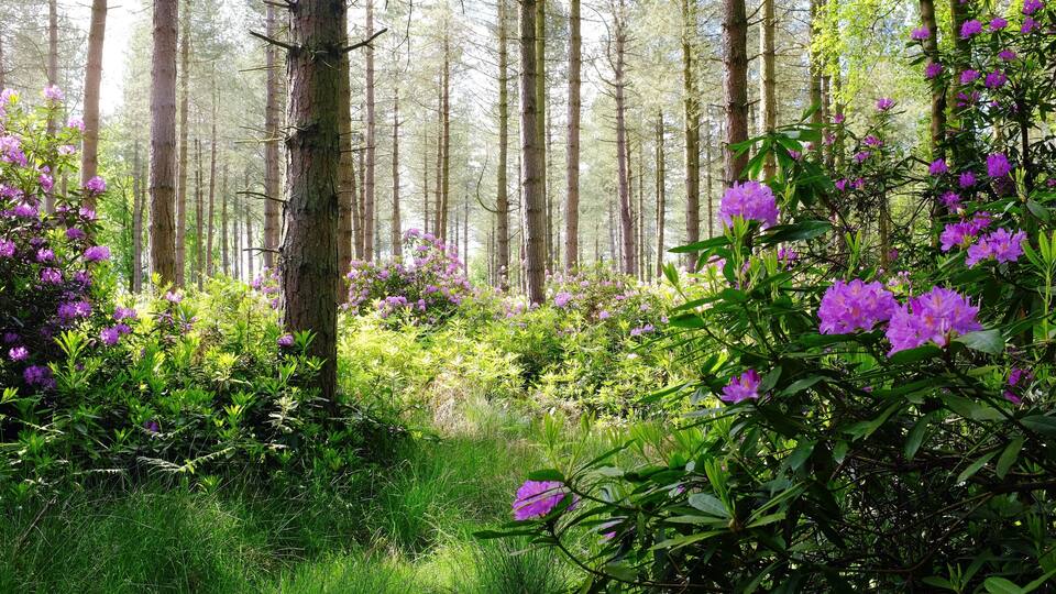 A forest with tall trees and purple flowers.