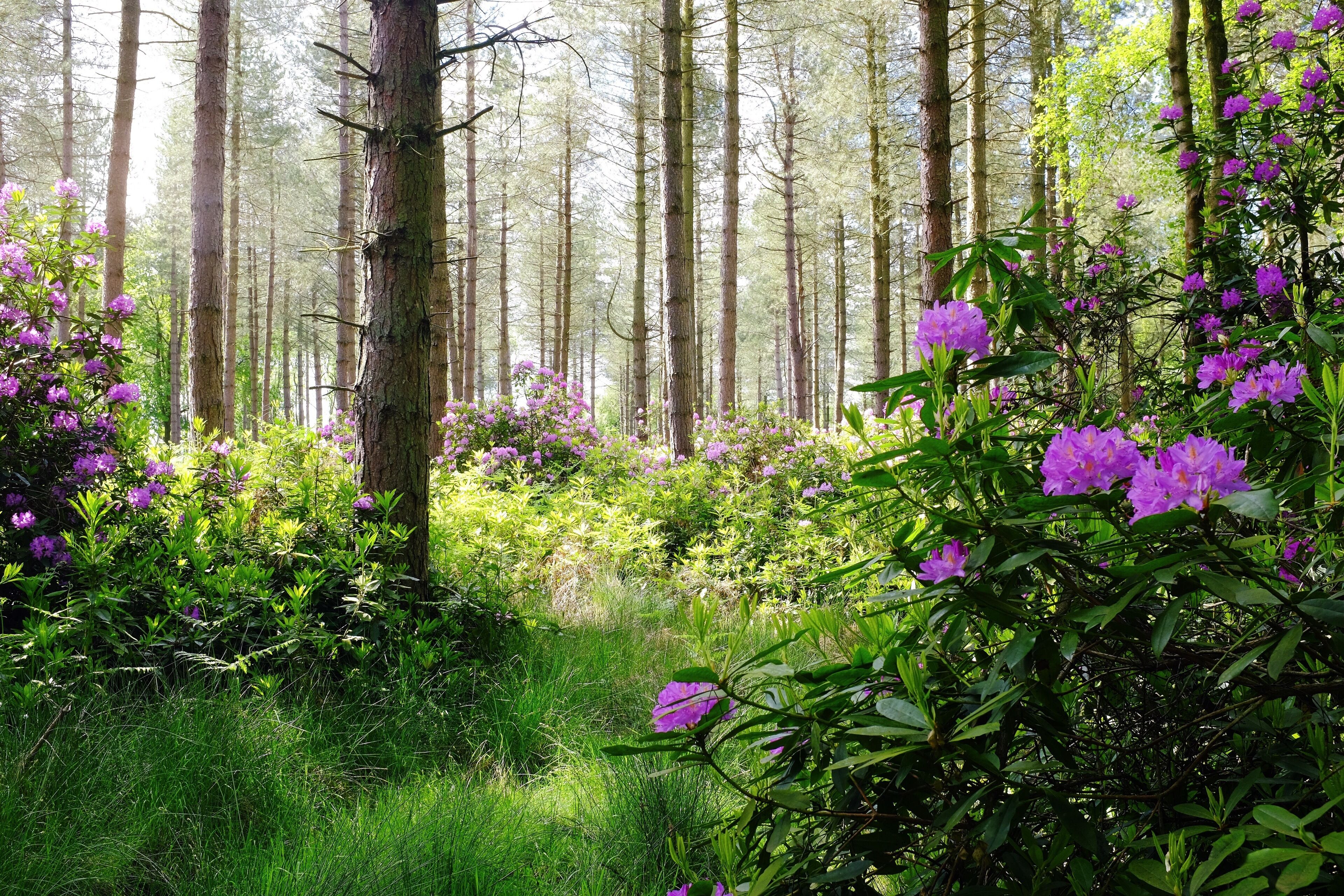 A forest with tall trees and purple flowers.