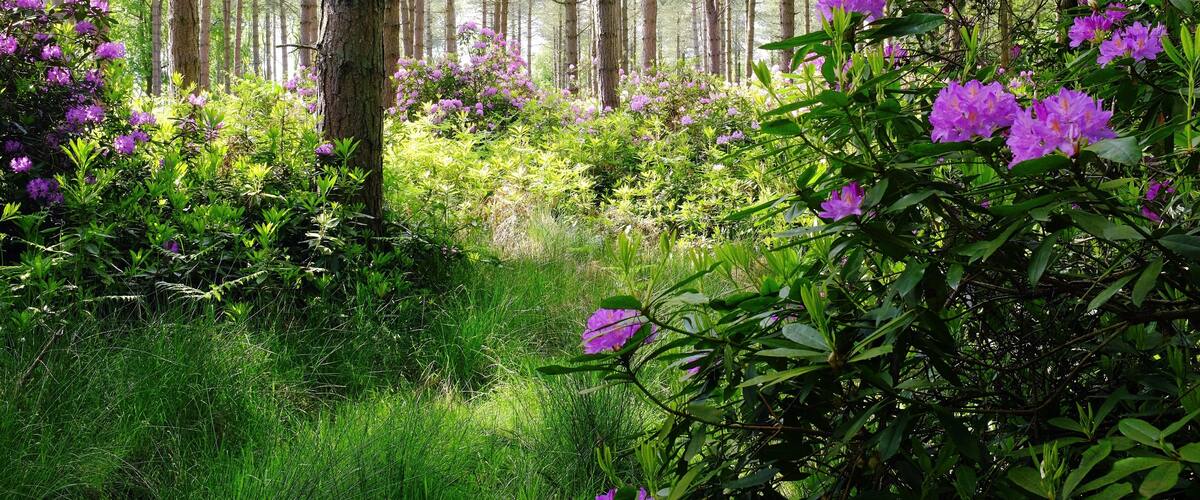 A forest with tall trees and purple flowers.