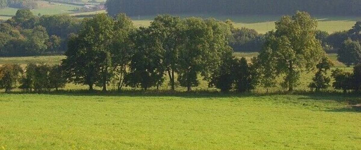 A green field with a line of trees in the foreground and rolling hills in the background.