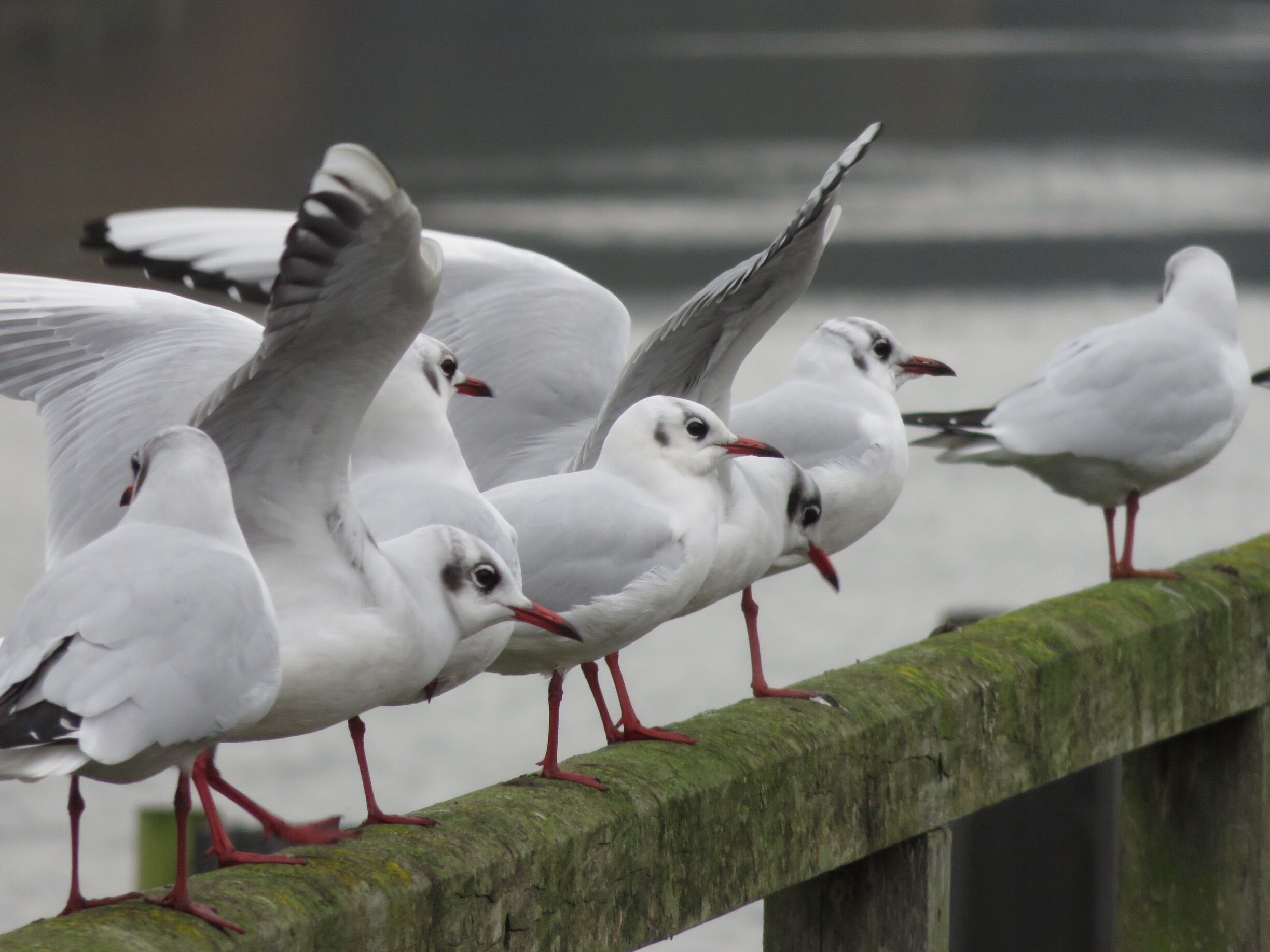 Gulls chilling out along the Thames at Henley