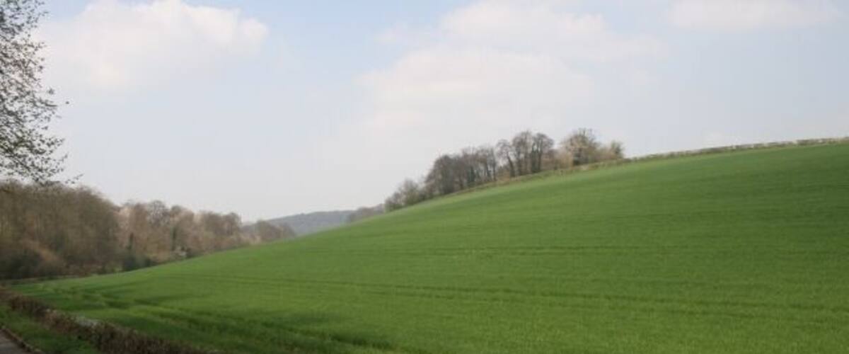 A rural road alongside a green field with a fence on one side and trees in the background.