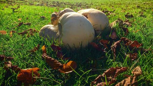 Giant Puff Ball Mushrooms at Stonor Park a few weeks ago