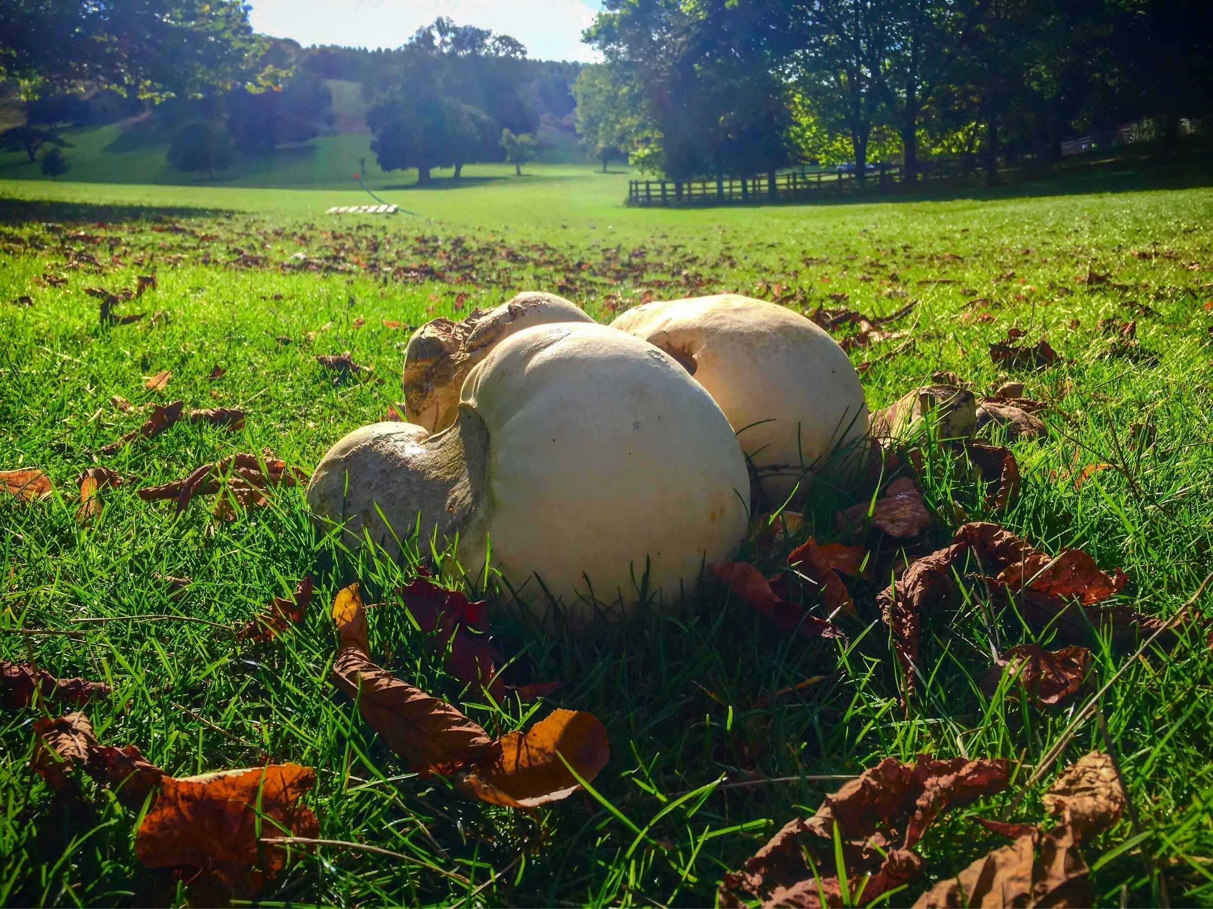 A grassy field with two large mushrooms and scattered fallen leaves.