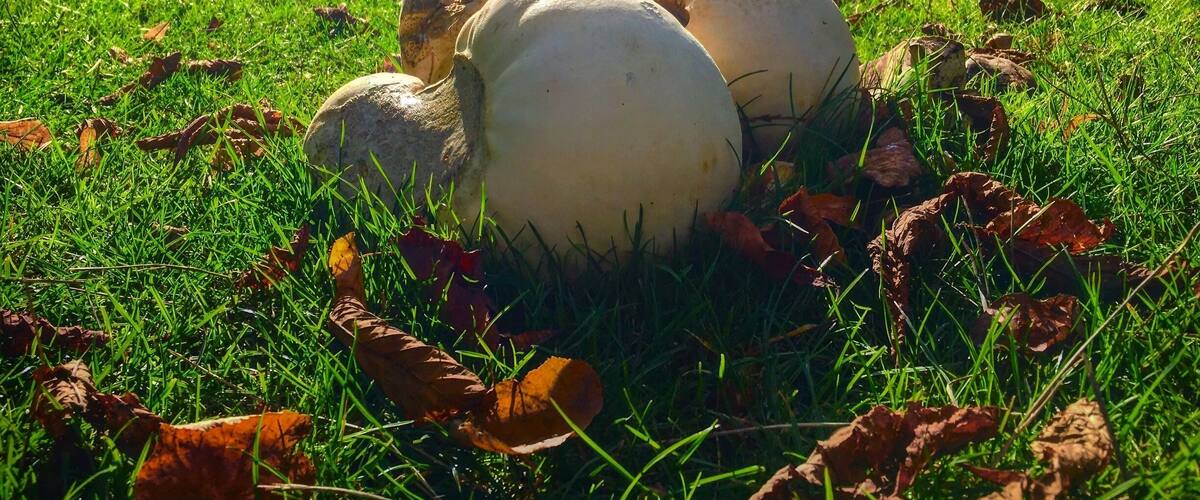 A grassy field with two large mushrooms and scattered fallen leaves.