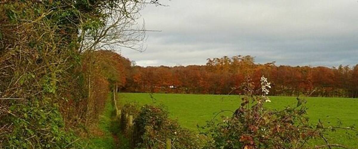 A rural pathway with a fence, a green field, and trees in the background.