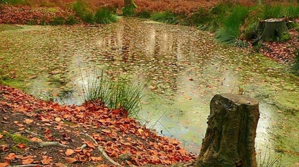 Pond in Holly Grove A surprising find in the mixed woodland south of Highmoor.