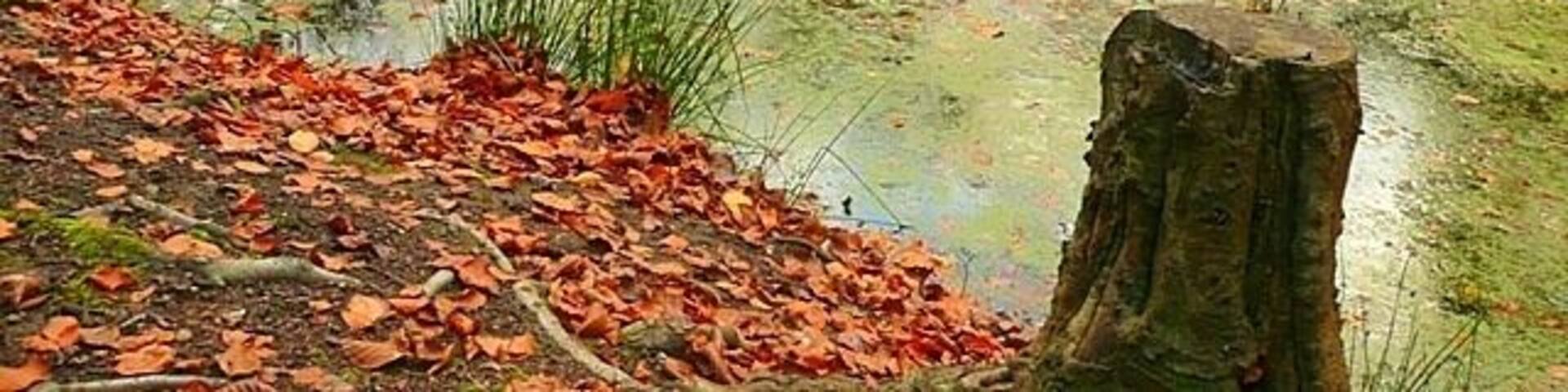 Pond in Holly Grove A surprising find in the mixed woodland south of Highmoor.