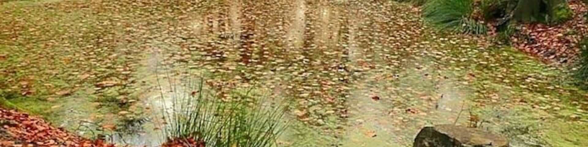 Pond in Holly Grove A surprising find in the mixed woodland south of Highmoor.
