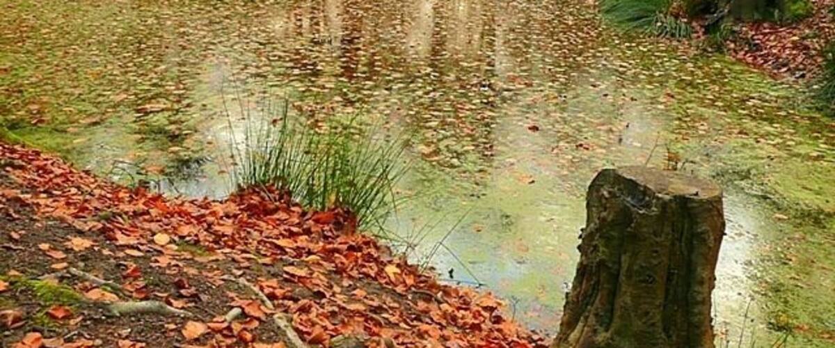 A forest pond with reflections, surrounded by fallen leaves and trees.