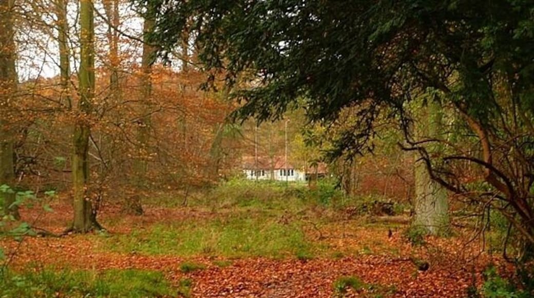 Leaving Holly Grove The woodland thins out to the north as one approaches a few houses at Lower Highmoor on a bridleway.