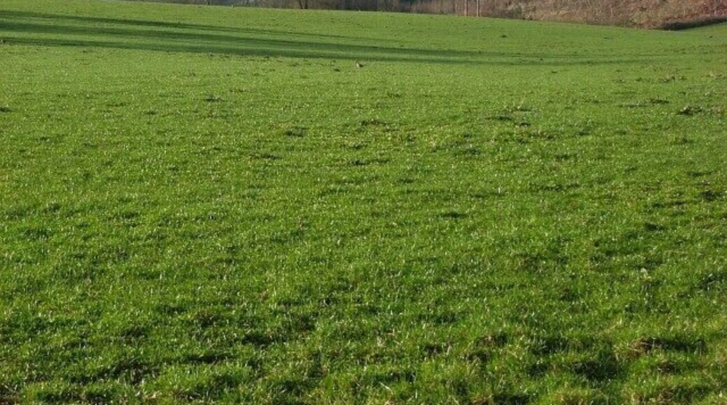 Pasture, Fawley Beside Coxlease Farm. Hanging Wood is on the western (right-hand) side of a valley descending to Fawley Bottom.