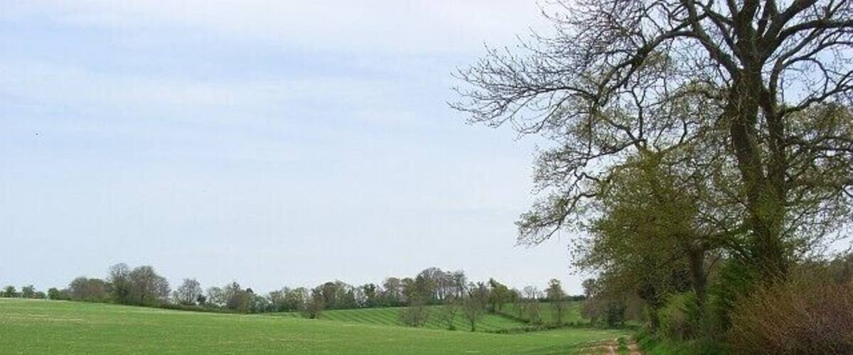 A rural dirt road in a green field with trees on the right.